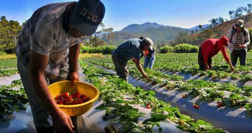 TSA ordena a Medio Ambiente desalojar agricultores de Valle Nuevo